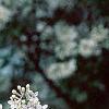 Syringa x persica 'Alba', flowers