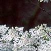 Syringa x persica 'Alba', flowers