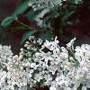 Syringa x persica 'Alba', flowers