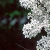 Syringa x persica 'Alba', flowers