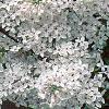 Syringa x persica 'Alba', flowers