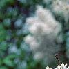 Syringa x persica 'Alba', flowers