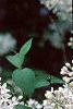 Syringa x persica 'Alba', flowers