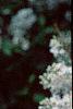 Syringa x persica 'Alba', flowers