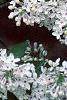Syringa x persica 'Alba', flowers