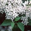 Syringa x persica 'Alba', flowers
