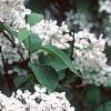 Syringa x persica 'Alba', flowers