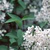Syringa x persica 'Alba', flowers