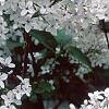 Syringa x persica 'Alba', flowers
