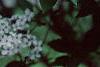 Syringa x persica 'Alba', flowers