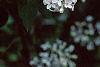 Syringa x persica 'Alba', flowers
