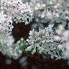 Syringa x persica 'Alba', flowers