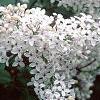 Syringa x persica 'Alba', flowers