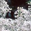 Syringa x persica 'Alba', flowers