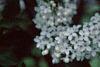 Syringa x persica 'Alba', flowers
