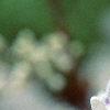 Syringa x persica 'Alba', flowers
