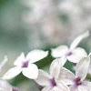 Syringa x persica 'Alba', flowers