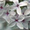 Syringa x persica 'Alba', flowers