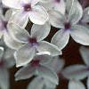 Syringa x persica 'Alba', flowers