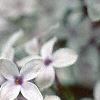 Syringa x persica 'Alba', flowers