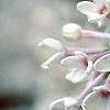 Syringa x persica 'Alba', flowers