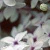 Syringa x persica 'Alba', flowers