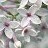 Syringa x persica 'Alba', flowers