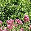 Syringa 'Bailbelle' (Tinkerbelle [TM]), habit