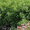 Syringa 'Bailbelle' (Tinkerbelle [TM]), habit