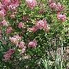 Syringa 'Bailbelle' (Tinkerbelle [TM]), habit