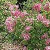 Syringa 'Bailbelle' (Tinkerbelle [TM]), habit