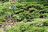 Syringa 'Bailbelle' (Tinkerbelle [TM]), habit