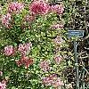 Syringa 'Bailbelle' (Tinkerbelle [TM]), habit