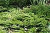 Syringa 'Bailbelle' (Tinkerbelle [TM]), habit