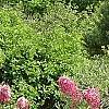 Syringa 'Bailbelle' (Tinkerbelle [TM]), habit