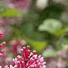 Syringa 'Bailbelle' (Tinkerbelle [TM]), flowers