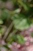 Syringa 'Bailbelle' (Tinkerbelle [TM]), flowers