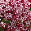 Syringa 'Bailbelle' (Tinkerbelle [TM]), flowers