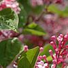 Syringa 'Bailbelle' (Tinkerbelle [TM]), flowers