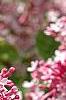 Syringa 'Bailbelle' (Tinkerbelle [TM]), flowers