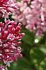 Syringa 'Bailbelle' (Tinkerbelle [TM]), flowers