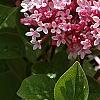 Syringa 'Bailbelle' (Tinkerbelle [TM]), flowers