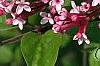 Syringa 'Bailbelle' (Tinkerbelle [TM]), flowers