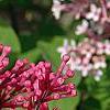 Syringa 'Bailbelle' (Tinkerbelle [TM]), flowers