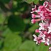 Syringa 'Bailbelle' (Tinkerbelle [TM]), flowers