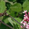 Syringa 'Bailbelle' (Tinkerbelle [TM]), flowers