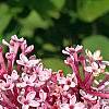 Syringa 'Bailbelle' (Tinkerbelle [TM]), flowers