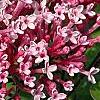 Syringa 'Bailbelle' (Tinkerbelle [TM]), flowers
