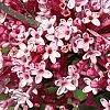 Syringa 'Bailbelle' (Tinkerbelle [TM]), flowers