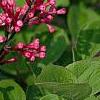 Syringa 'Bailbelle' (Tinkerbelle [TM]), flowers